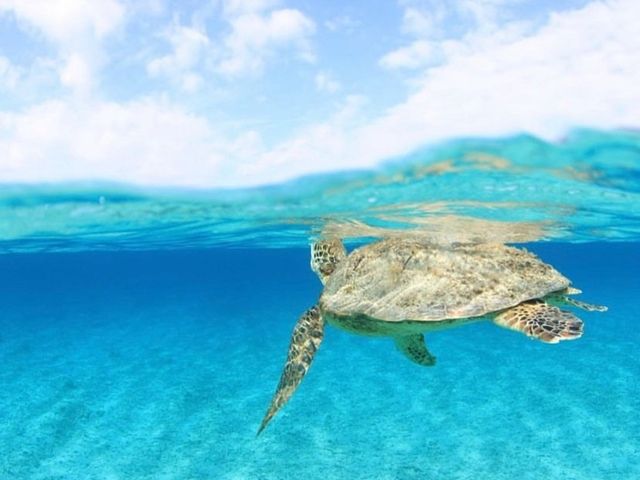 稀少エリア【渡嘉敷島】でのお仕事です！！ケラマブルーのファンになる事間違いなし！！？？