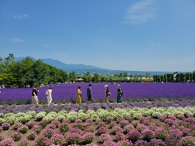 休日は富良野観光へ！