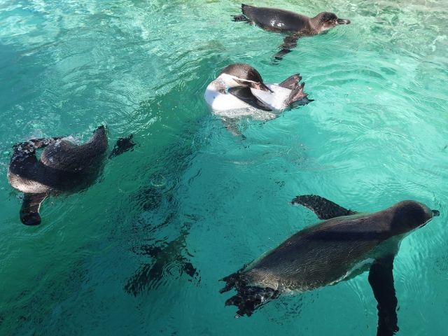 水族館もありますのでお休みの日に行けちゃます！