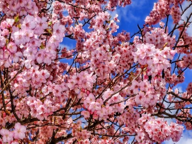 河津桜が有名で春は多くのお客様がお越しになられます！