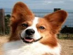 可愛い犬が泊まりに来るので、癒されますよ～☆