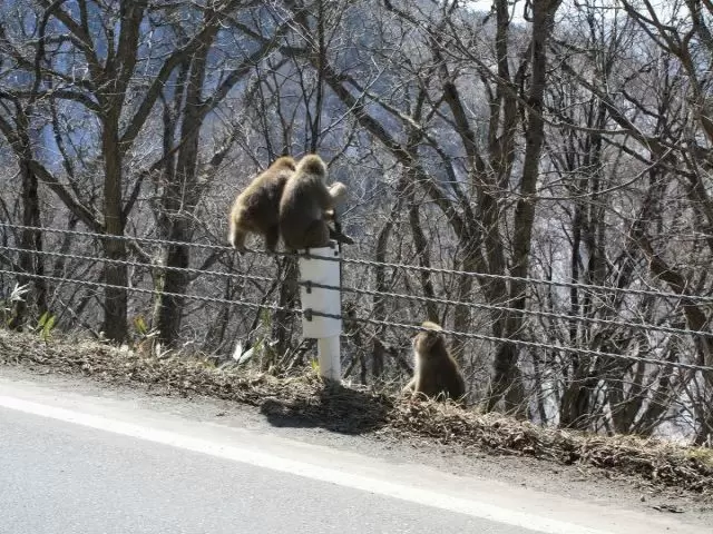 自然環境豊かなのでタイミングよければ野生動物も見れちゃいます！