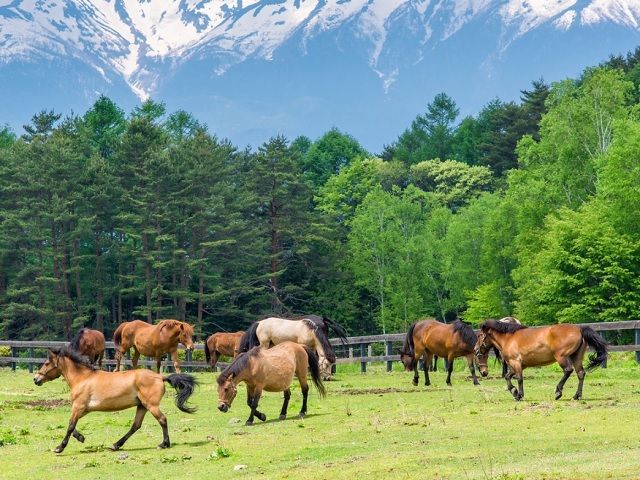 とにかく自然が豊かな環境です！　この夏は自然に身をゆだねてみませんか？