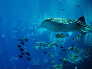 ≪人気の江ノ島♪≫海や水族館好きな方集まれ～！毎日温泉にも入れます♪