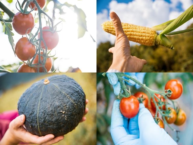 収穫作業大募集！