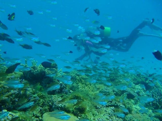 午前勤務のあとは潜りに行く従業員もいるとか♪