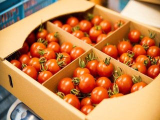 【収穫の秋】農業に興味や経験をしてみたい方はおすすめ案件です！