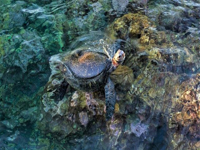 ウミガメも暮らすキレイな海！底土海水浴場は透明度抜群！一番人気の砂浜ビーチです！