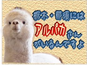 車で10分行けば可愛いアルパカと触れ合える牧場に行けますよ～♪