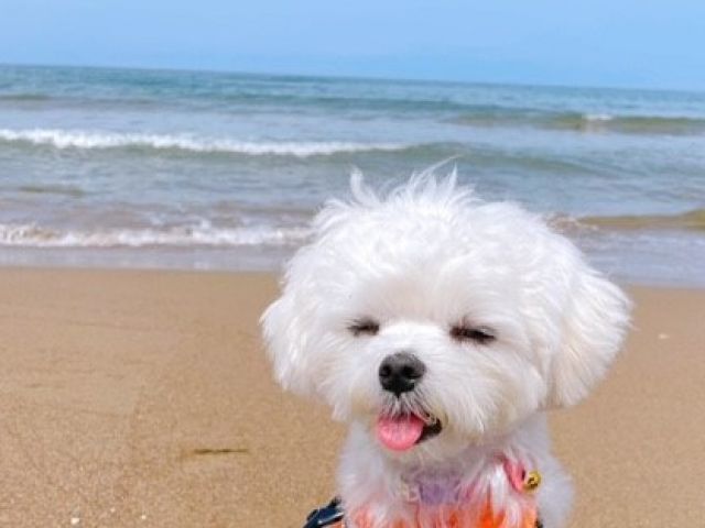 ワンちゃんが非常に多いホテルです♪