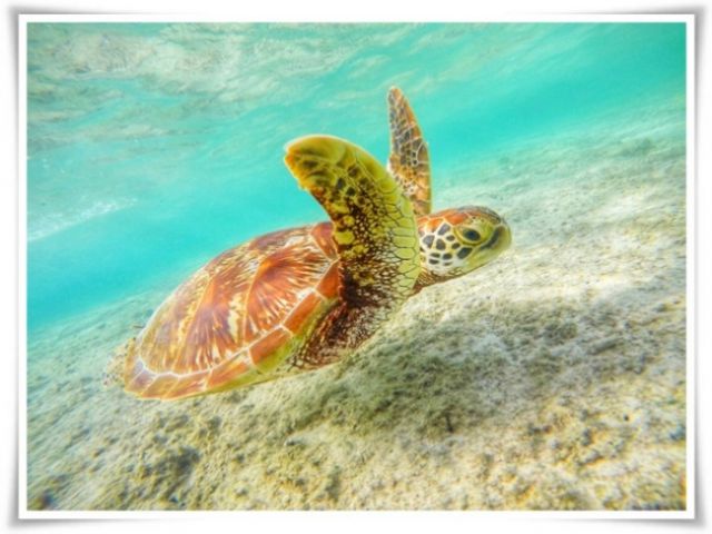 沖縄県石垣島で珍しいマリンスタッフのお仕事です(^^)