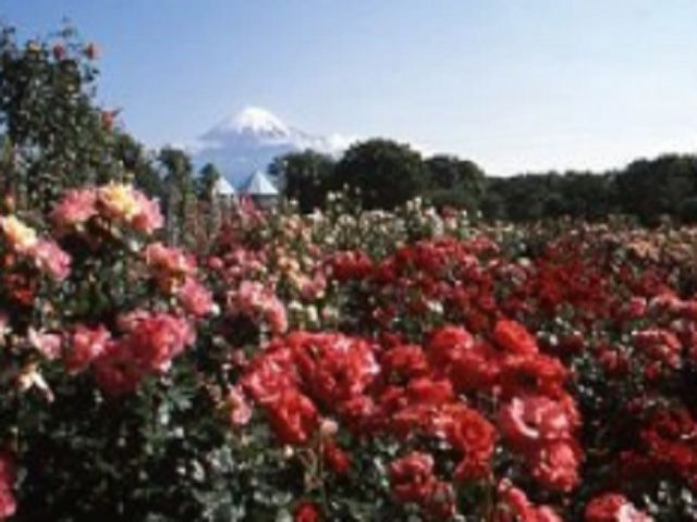 ホテルの真横には大きな公園があります！休日や休憩時間にほっと一息つけますよ♪