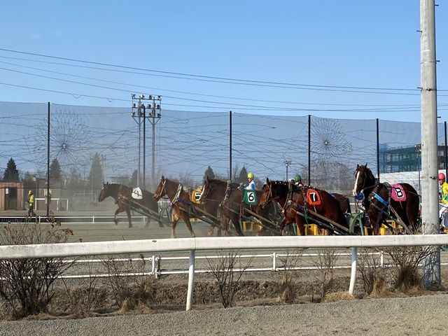 足を伸ばせば【日本で唯一のばんえい競馬】も見に行けます♪