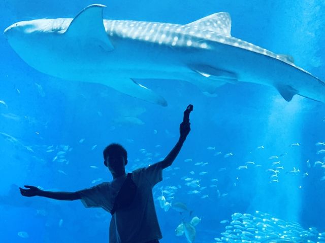 かの有名な美ら海水族館や、本島の中でも透明度の高いビーチなど、観光を楽しめるエリアです！