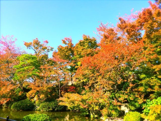 このエリアの紅葉シーズンは1年の中でも1番賑わいます！