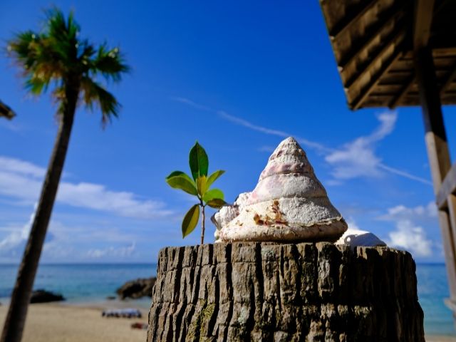 きれいな海でサーフィンをすることができます！