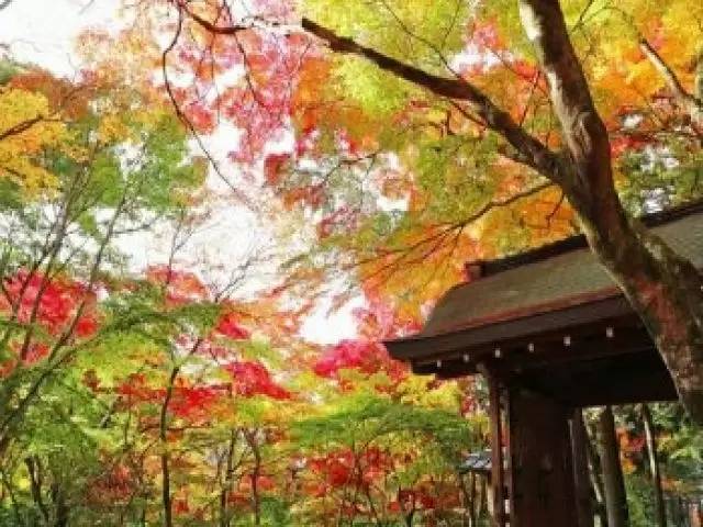 秋は紅葉、春は桜と四季折々の雰囲気を楽しむことができます♪