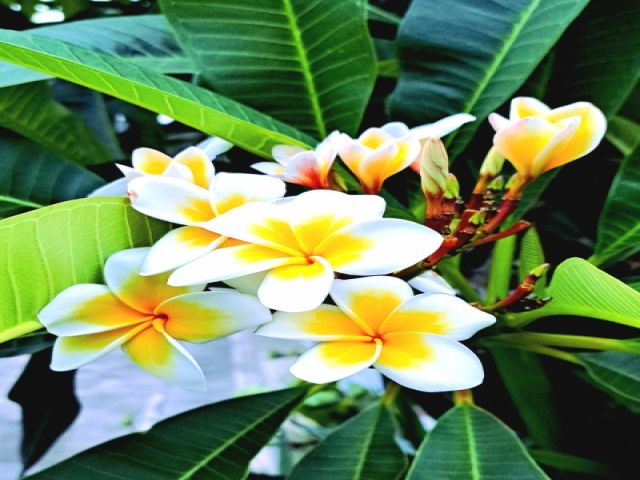 熱帯花木を代表するプルメリア。きれいな花が咲いていますよ！