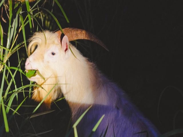 ひょっこり山羊に遭遇するかも！？