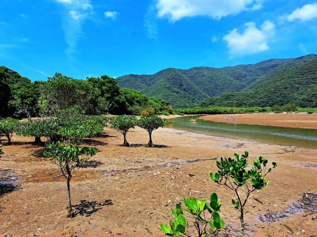 海とマングローブが広がる奄美大島。自然豊かな環境ですよ！