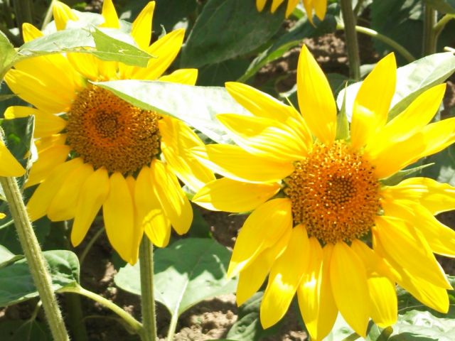 ひまわりの町でお待ちしております。