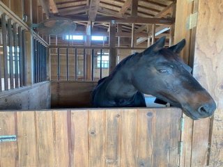 完全個室、高時給の好条件の職場です！そしてなんと、、、馬に乗れます。