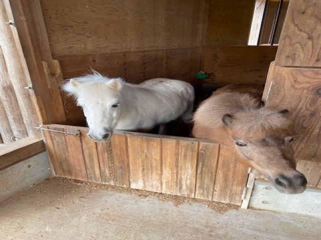 馬好き必見の求人です！