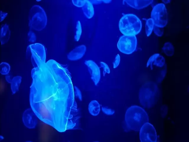 ☆周辺環境も充実☆あの有名水族館や、備瀬のフクギ並木がすぐ近く！本当に癒されます♪