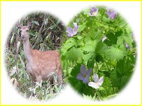 運が良ければ鹿を見る事が出来るかも・・・？