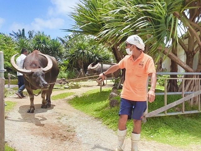 水牛のお世話もお願いしますのでたくさん触れ合って仲良くなってくださいね♪すごく可愛いです♪