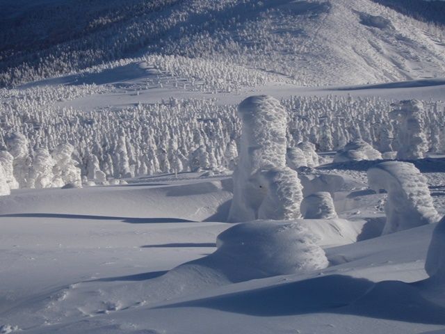 立ち並ぶ樹氷に感動間違いなし！