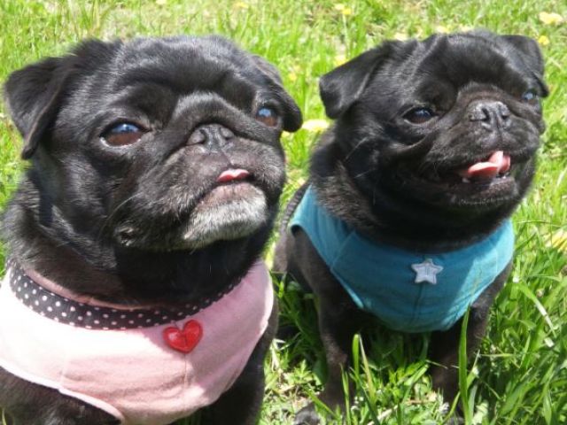 「レア案件のナイトフロント！！」　可愛い犬がたくさんきますよ！オススメの案件♪