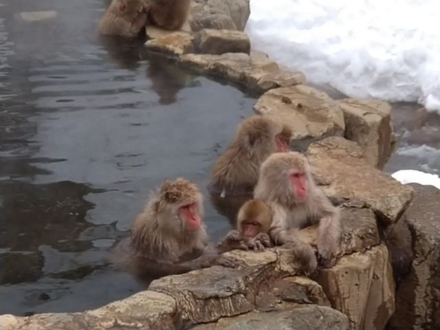 ～お休みの日は周辺観光～
スノーモンキーパークや美術館が点在。
海外からのお客様も！