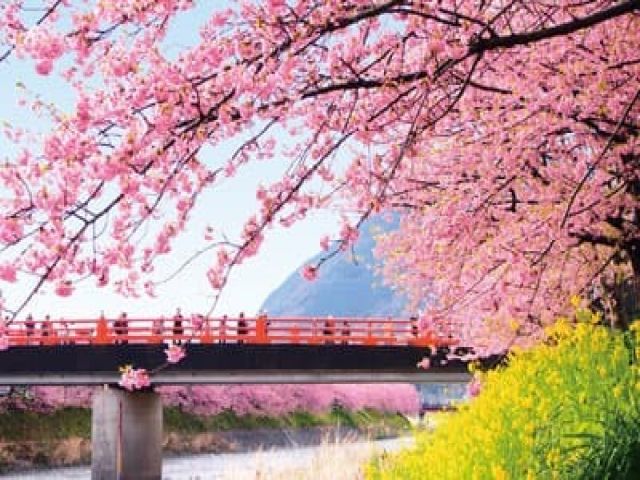 河津桜で有名なエリアです！