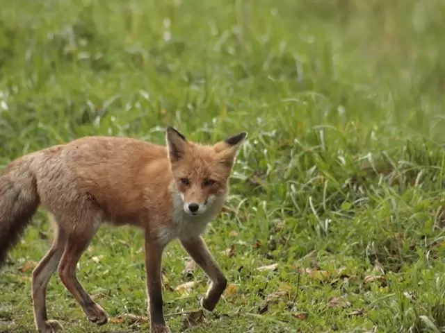 北海道らしい野生動物にも遭遇できるかも??