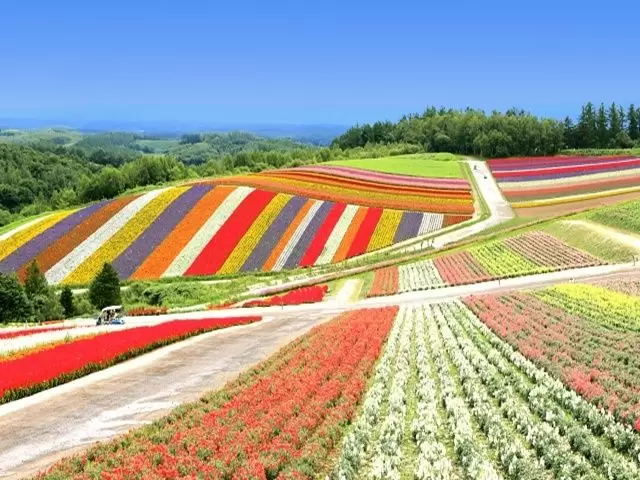 夏の富良野エリアは最高です♪人生で一度は来てみたい!!!