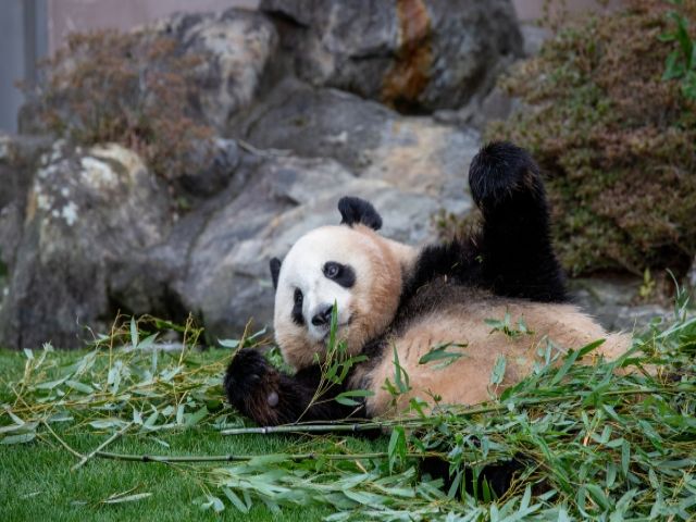 ようこそパンダの町へ♪