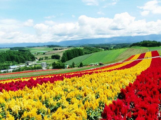 色とりどりの花畑は一度見たら忘れらません♪