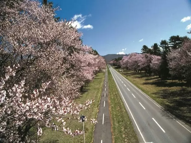 【二十間道路の桜並木】桜の時期に是非一度は行きたい観光名所！