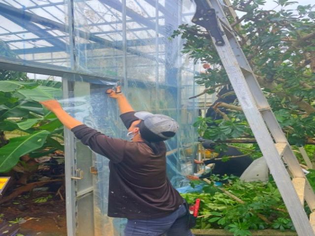 マンゴー農園で楽しくお仕事しませんか？(^^)