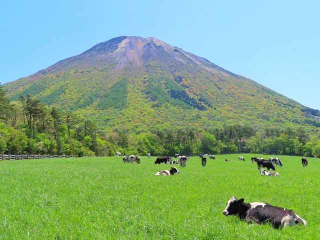 大山放牧場では牛と触れ合おう！大山は四季折々の景色が楽しめます！