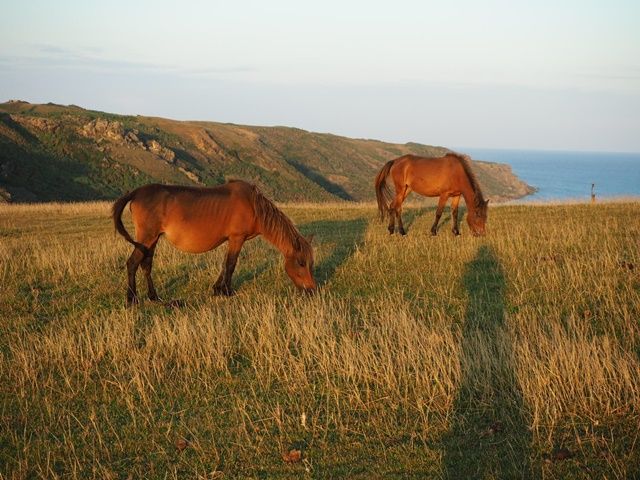 ＼★★ぜひ、与那国島の大自然を体験ください☆☆／