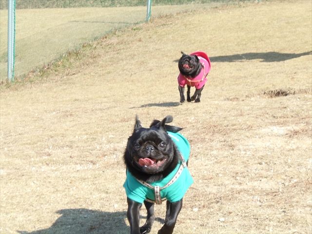 ワンちゃん好きの方は是非ご応募ください♪癒されますよ～！