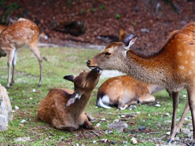 島内には鹿が沢山います！癒されること間違いなし☆