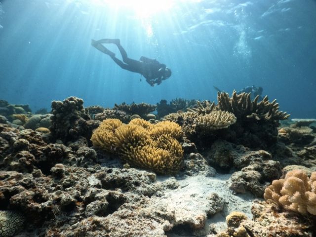 ダイビングは年間通して楽しめるアクティビティなので、宮古島で絶対に必見です！！！