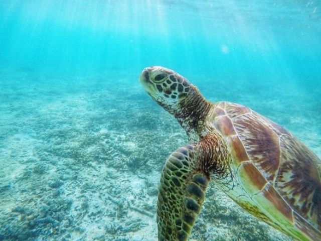 ダイビングは１年中楽しめるマリンスポーツなのでぜひ楽しんでほしい♪