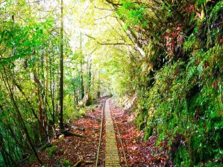 【大人気の屋久島！】空港のすぐ近くのホテルでのホール業務です。