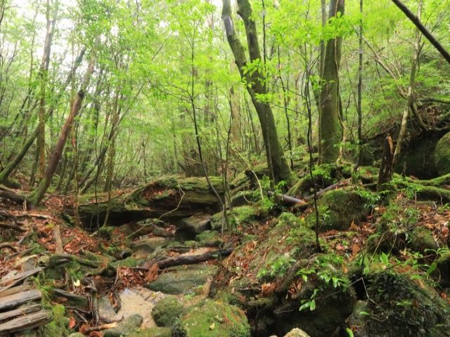 休日はトレッキングをしたり、ウミガメに会いにシュノーケリングをするのもオススメ！