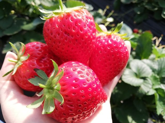 今の時期はいちご狩りも☆