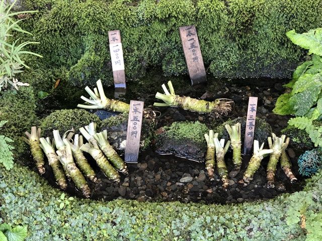 わさびも有名です☆